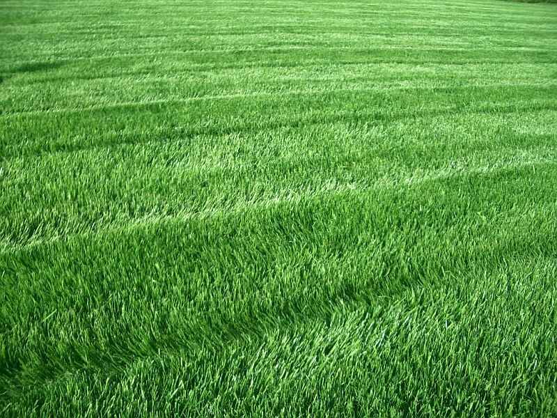 Фитосанитарный мониторинг газона